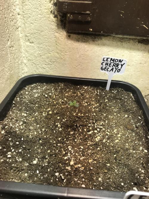 WINTER-FRÜHLING. Week 1