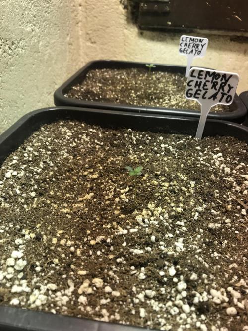 WINTER-FRÜHLING. Week 1