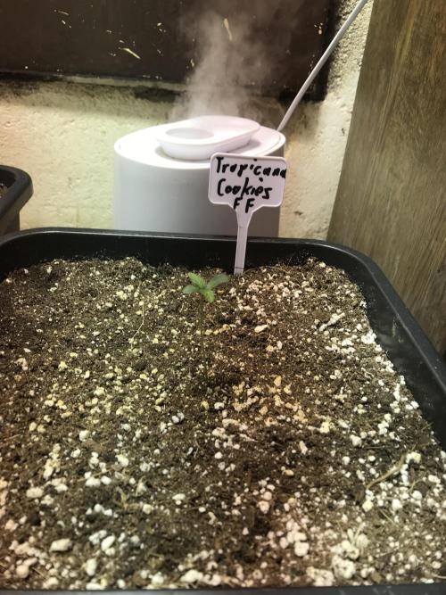 WINTER-FRÜHLING. Week 1