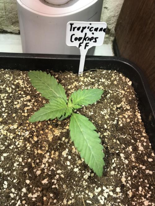 WINTER-FRÜHLING. Week 2