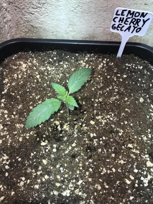 WINTER-FRÜHLING. Week 2