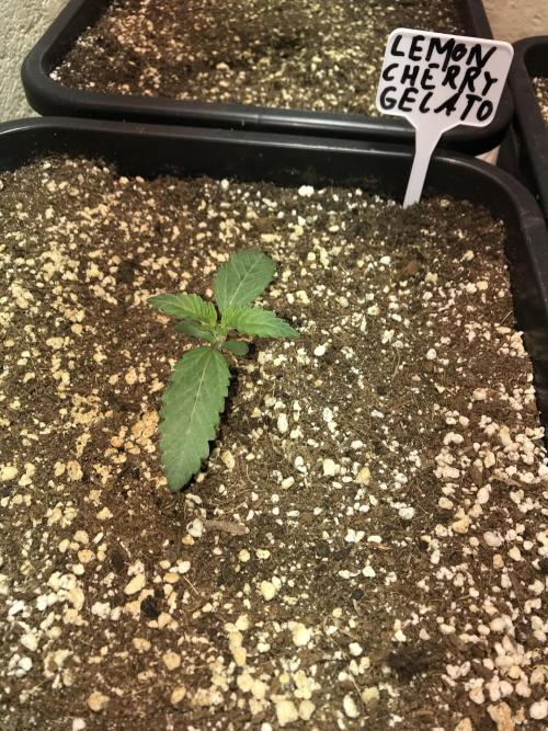 WINTER-FRÜHLING. Week 2