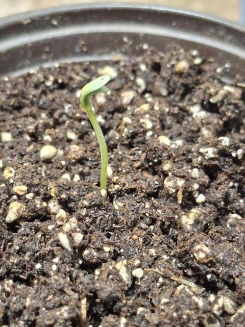 focused completion. Week 0 - 21/06/2026 seeing tricombs already. This strain is already starting to live-up to it's name.