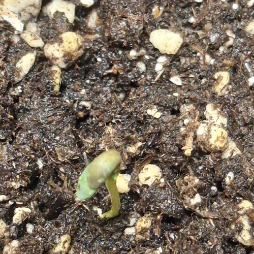 focused completion. Week 1 - 1.5" starting the sunlight transition this week.