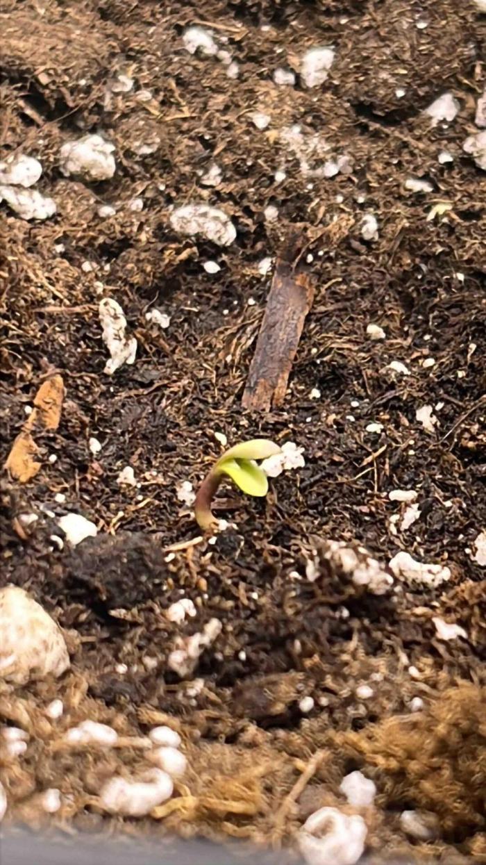 (4 grow)Easy bud (LST+TOPPING). Week 0