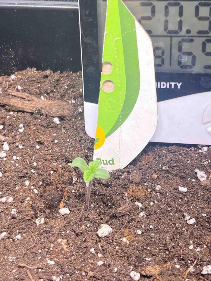 (4 grow)Easy bud (LST+TOPPING). Week 1