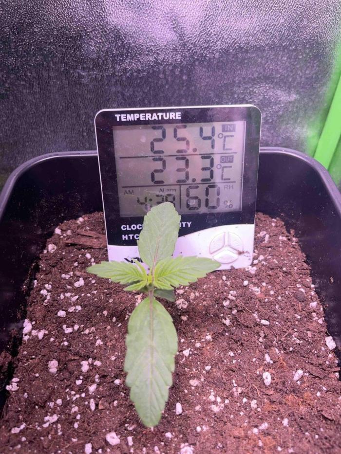 (4 grow)Easy bud (LST+TOPPING). Week 2