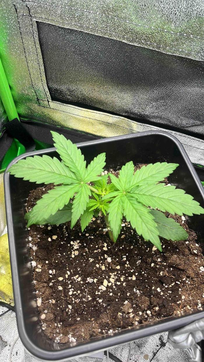 (4 grow)Easy bud (LST+TOPPING). Week 3