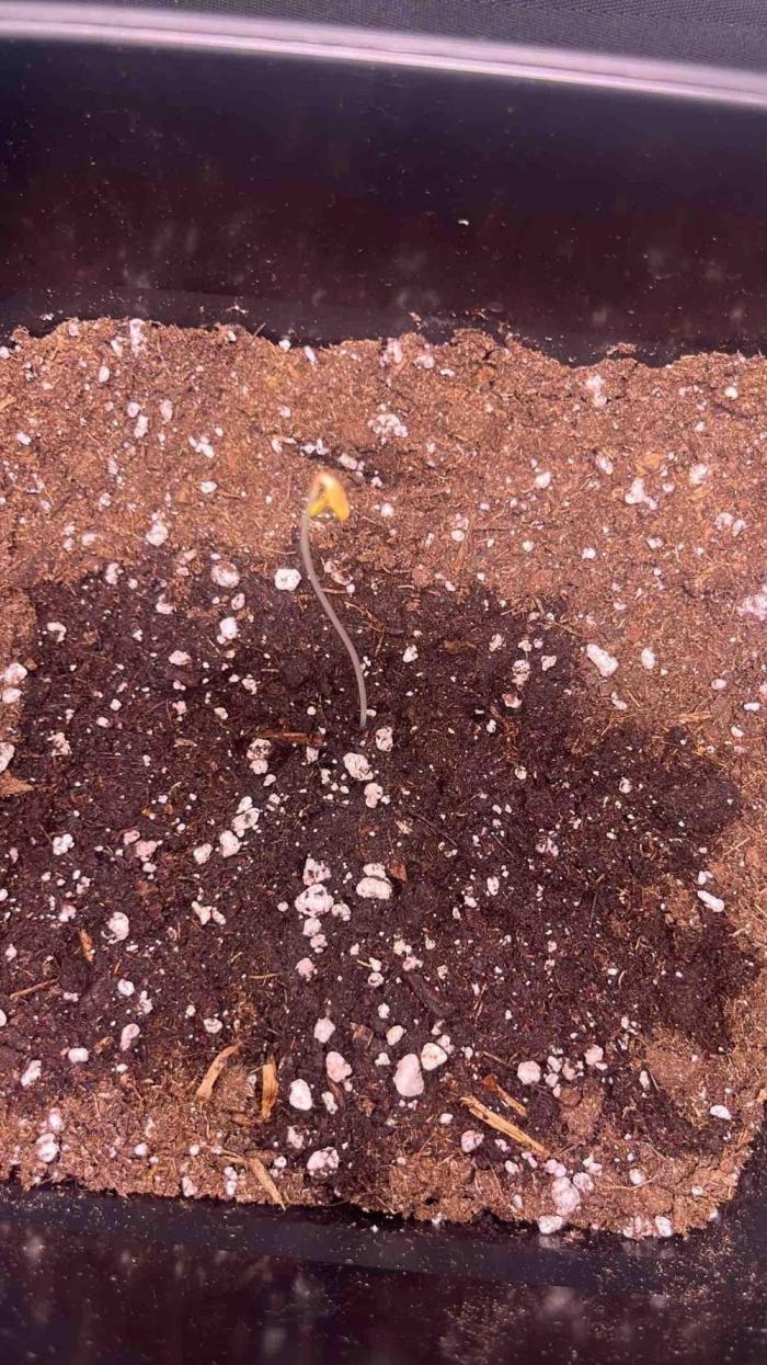 65w experiment. Week 0