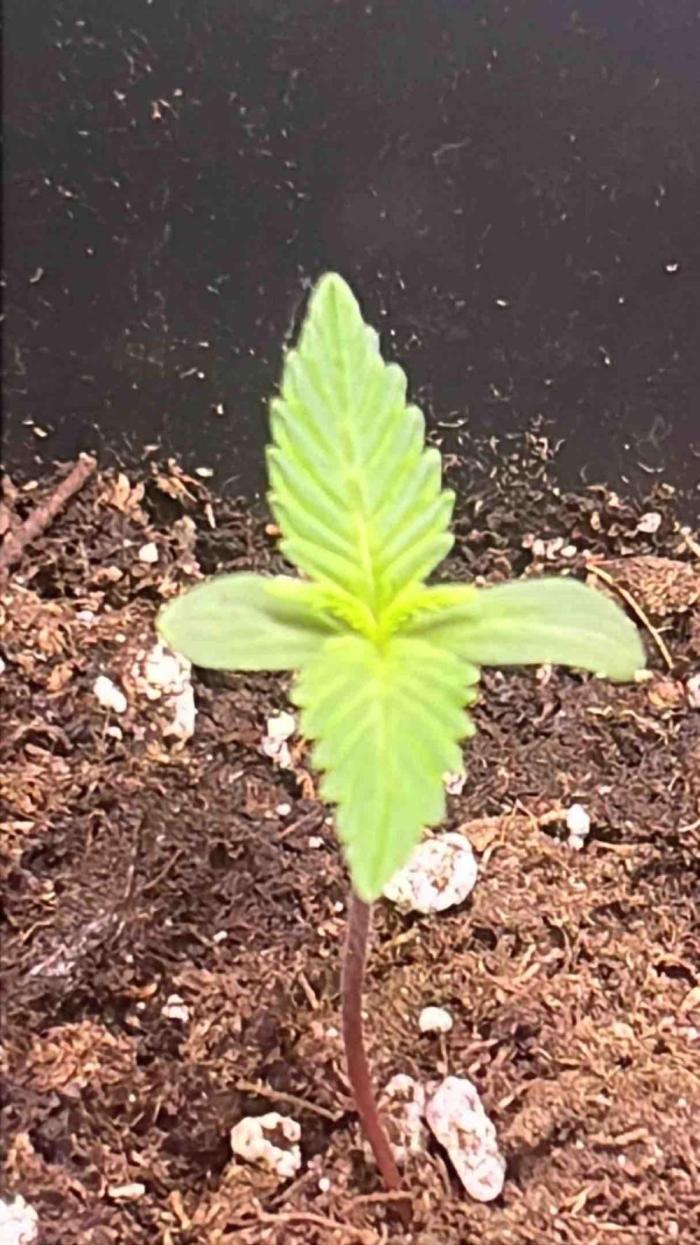 65w experiment. Week 1