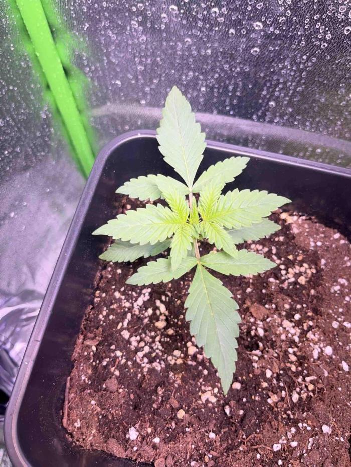 65w experiment. Week 2