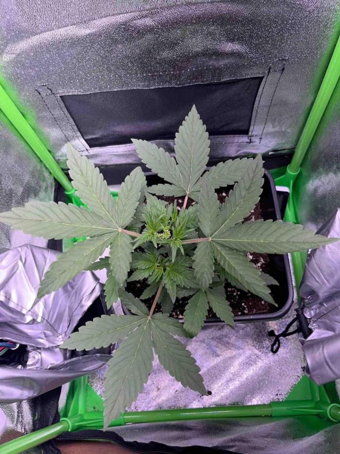 65w experiment. Week 3