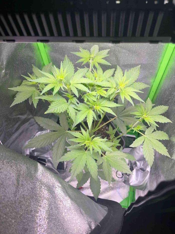 65w experiment. Week 5