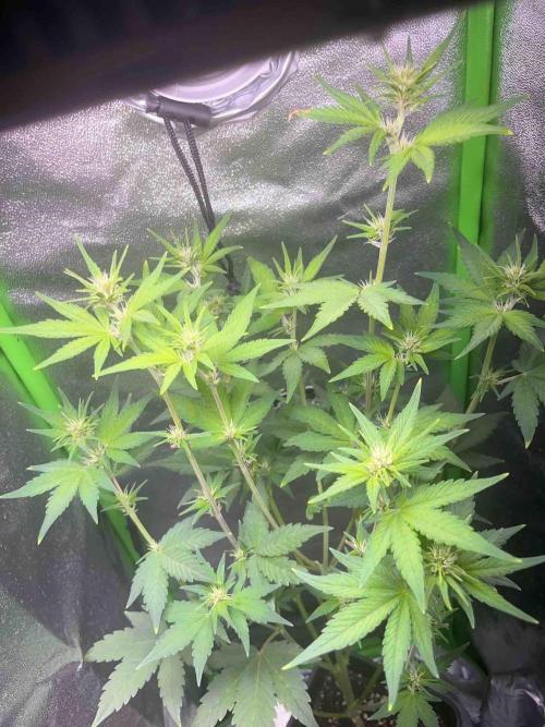 65w experiment. Week 6