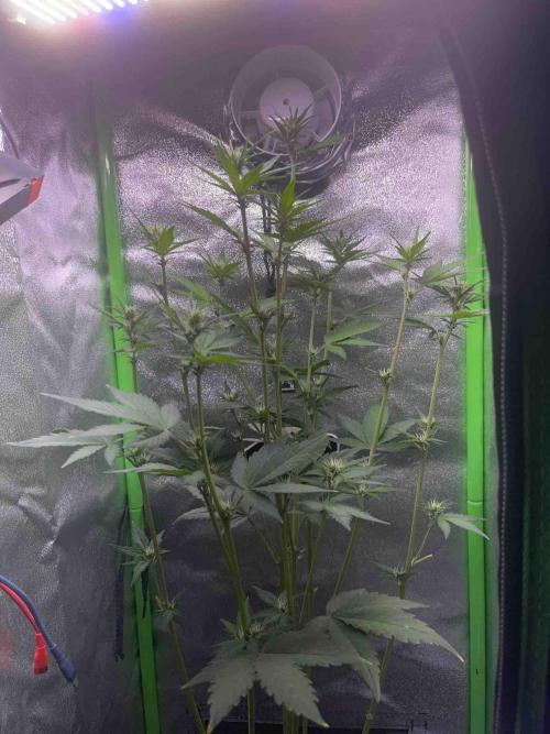 65w experiment. Week 6