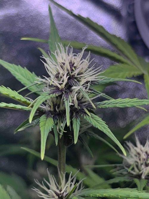 65w experiment. Week 7