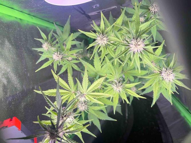 65w experiment. Week 7