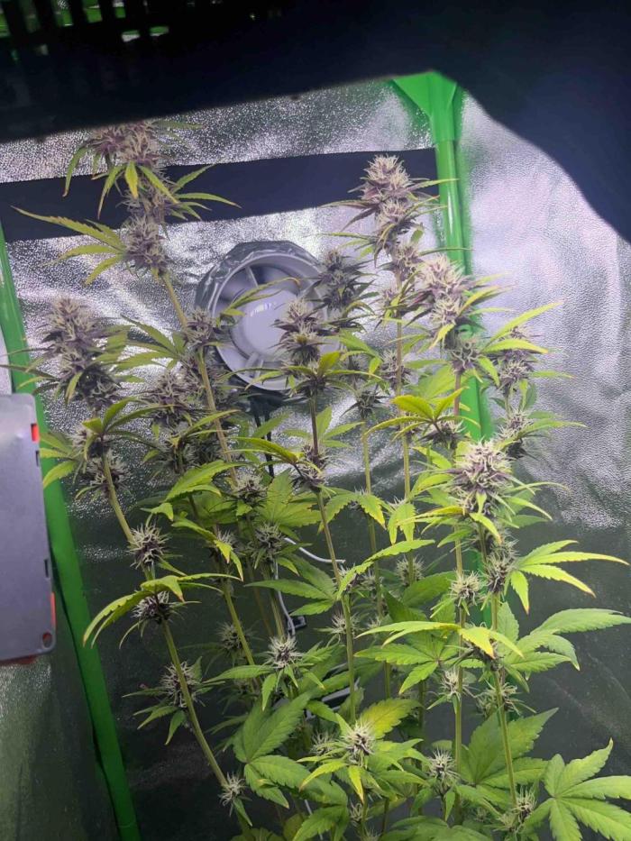 65w experiment. Week 8