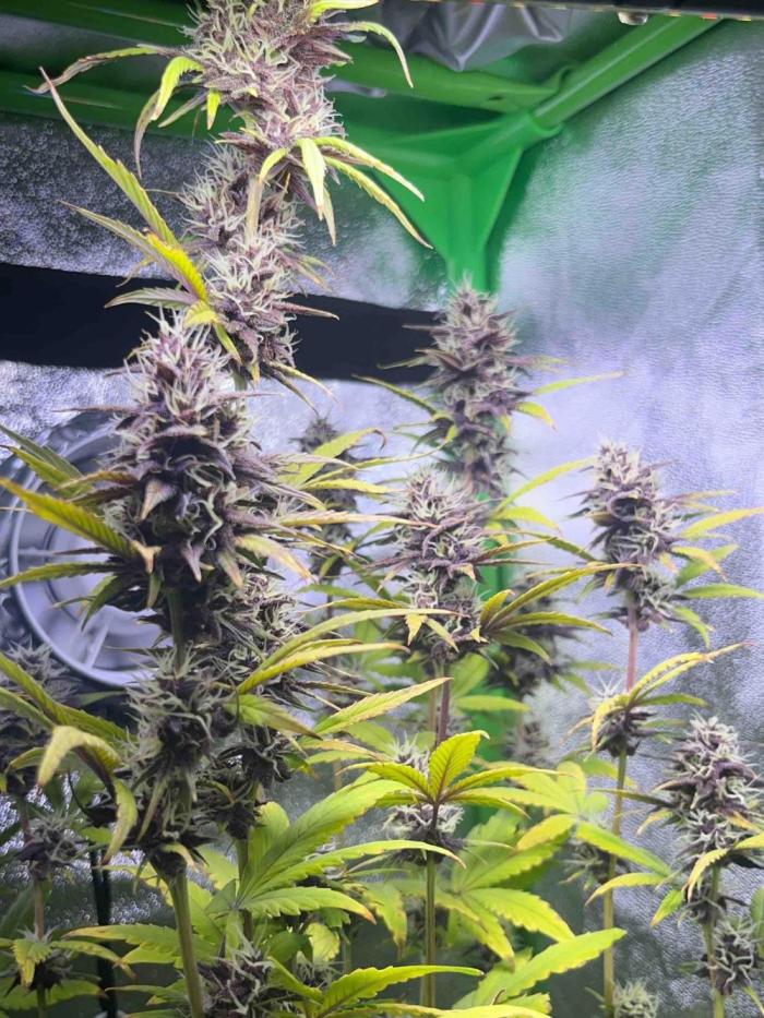 65w experiment. Week 9