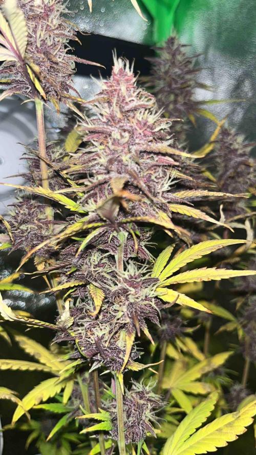 65w experiment. Week 10