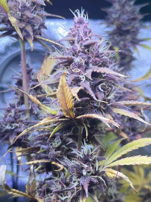 65w experiment. Week 10