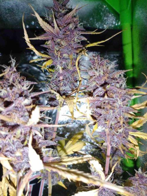 65w experiment. Week 11