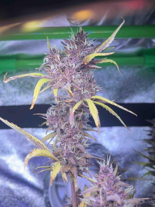 65w experiment. Week 11