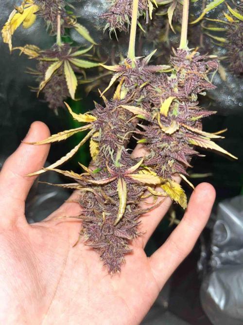 65w experiment. Week 12