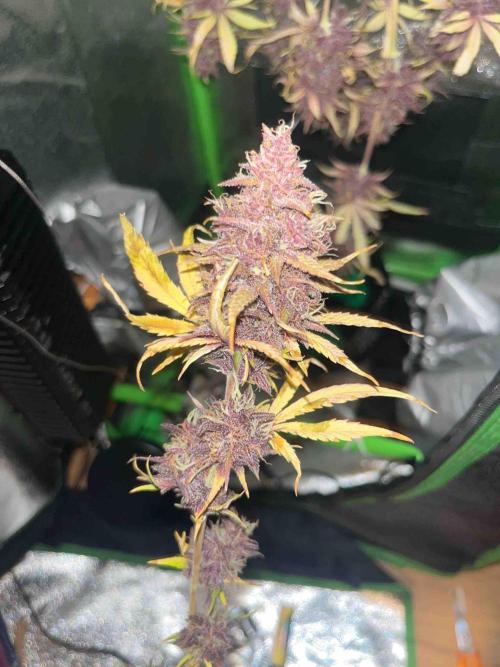 65w experiment. Week 12