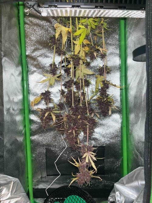 65w experiment. Week 12