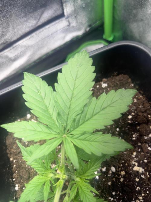 (4 grow)Easy bud (LST+TOPPING). Week 3