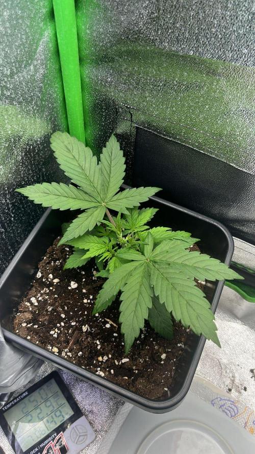 (4 grow)Easy bud (LST+TOPPING). Week 3
