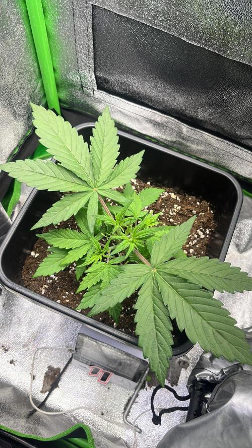 (4 grow)Easy bud (LST+TOPPING). Week 3