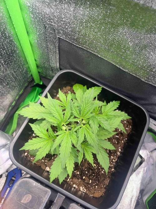 (4 grow)Easy bud (LST+TOPPING). Week 3