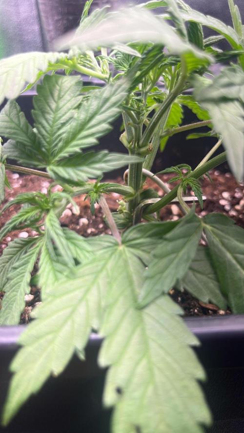 (4 grow)Easy bud (LST+TOPPING). Week 3 - my cat broke a branch :(