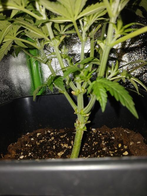 (4 grow)Easy bud (LST+TOPPING). Week 4