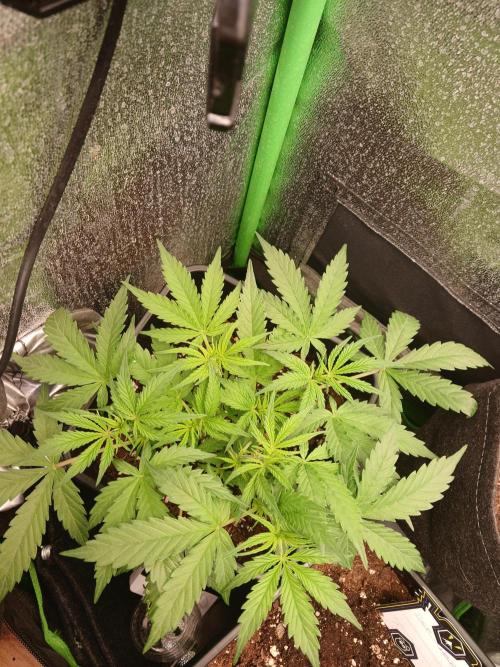(4 grow)Easy bud (LST+TOPPING). Week 4