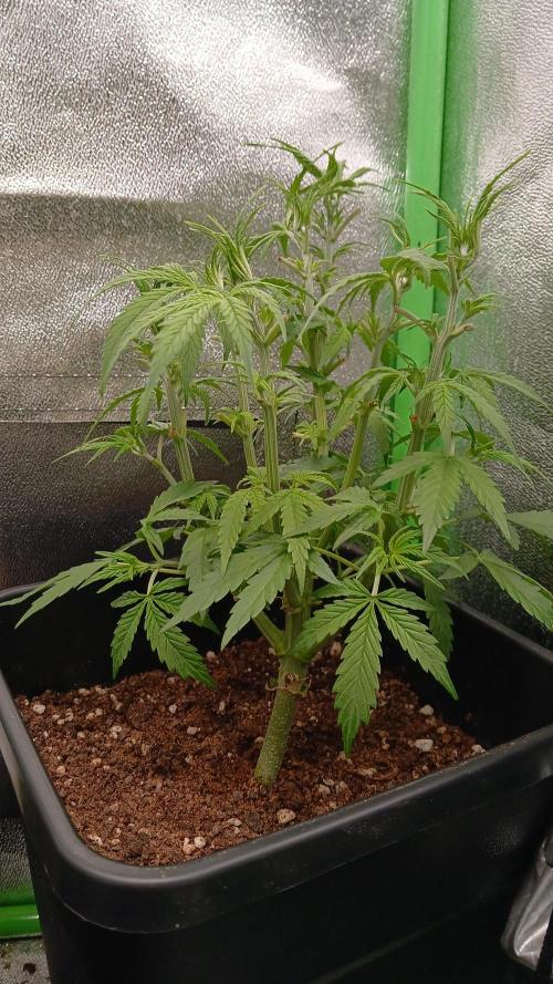 (4 grow)Easy bud (LST+TOPPING). Week 4