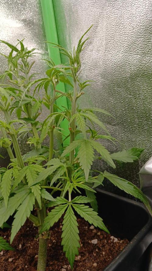 (4 grow)Easy bud (LST+TOPPING). Week 4