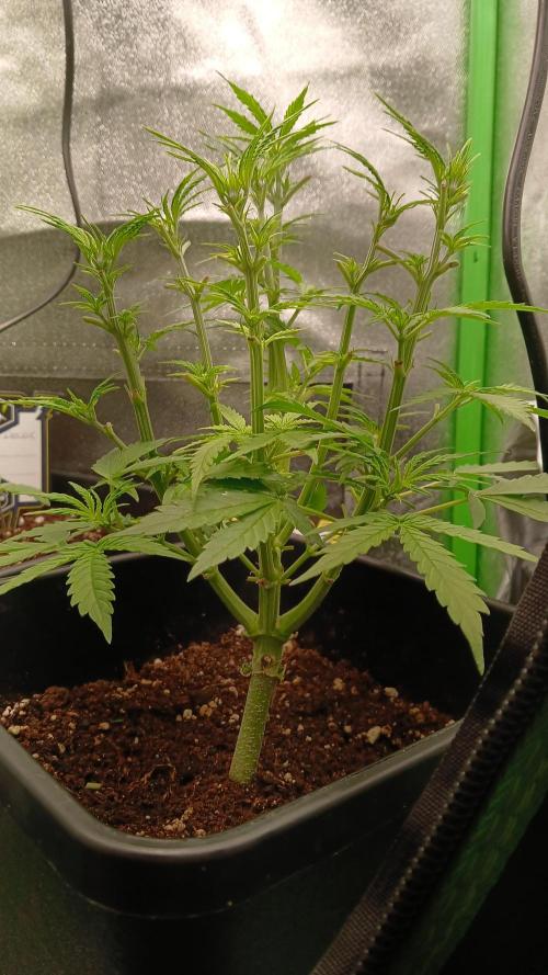 (4 grow)Easy bud (LST+TOPPING). Week 4