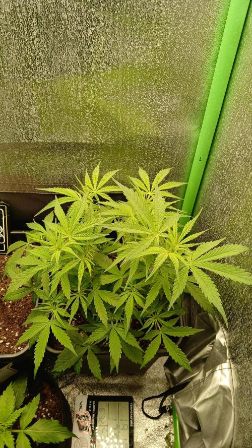 (4 grow)Easy bud (LST+TOPPING). Week 4