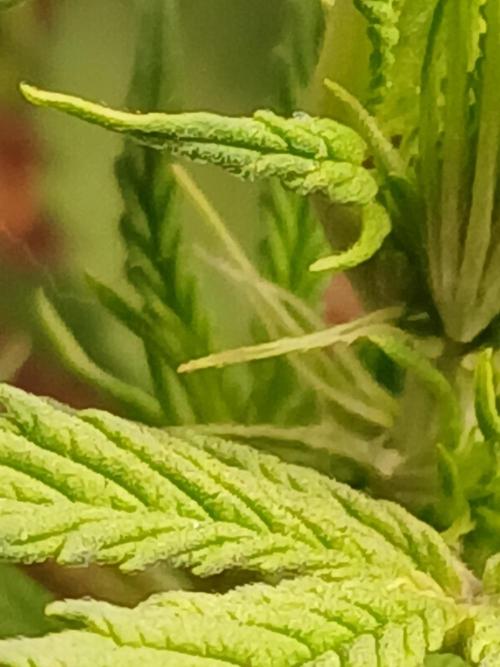 (4 grow)Easy bud (LST+TOPPING). Week 6