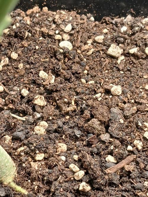 (4 grow)Easy bud (LST+TOPPING). Week 6