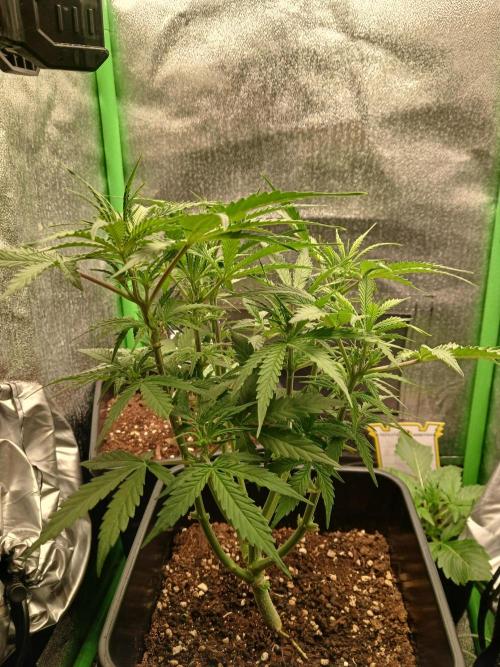 (4 grow)Easy bud (LST+TOPPING). Week 6