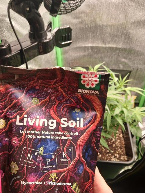 (4 grow)Easy bud (LST+TOPPING). Week 6