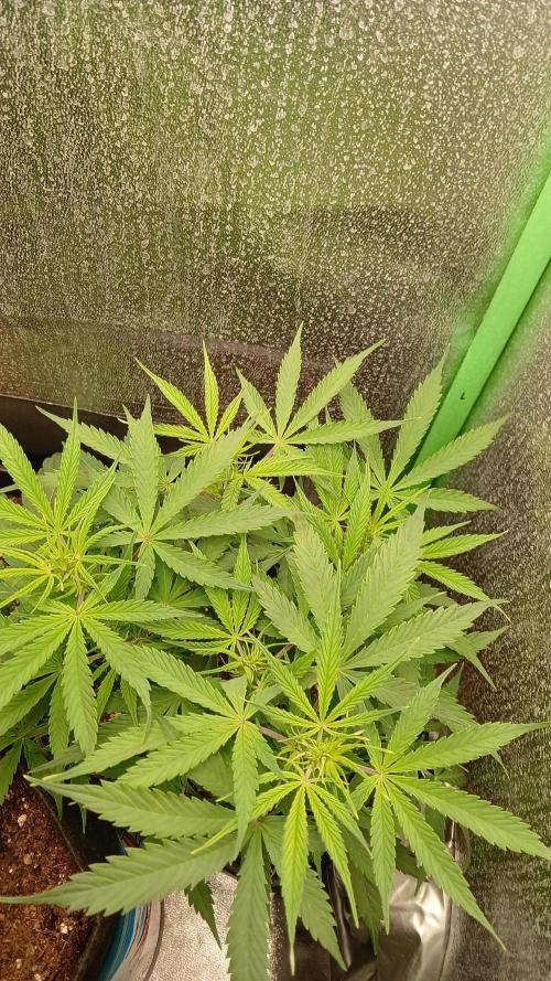 (4 grow)Easy bud (LST+TOPPING). Week 6