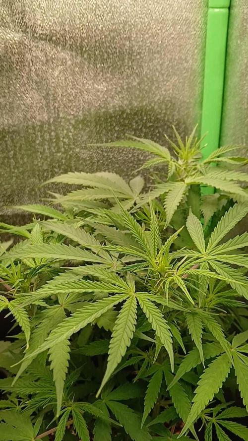 (4 grow)Easy bud (LST+TOPPING)