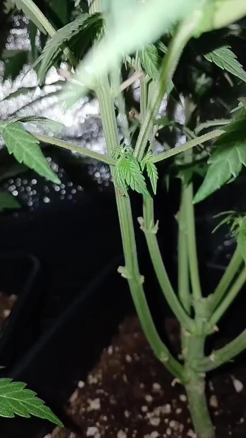 (4 grow)Easy bud (LST+TOPPING)