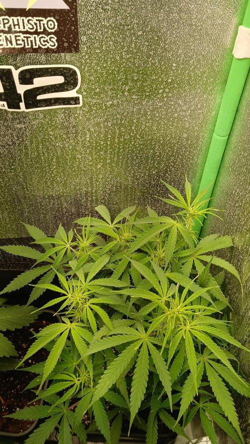 (4 grow)Easy bud (LST+TOPPING). Week 7