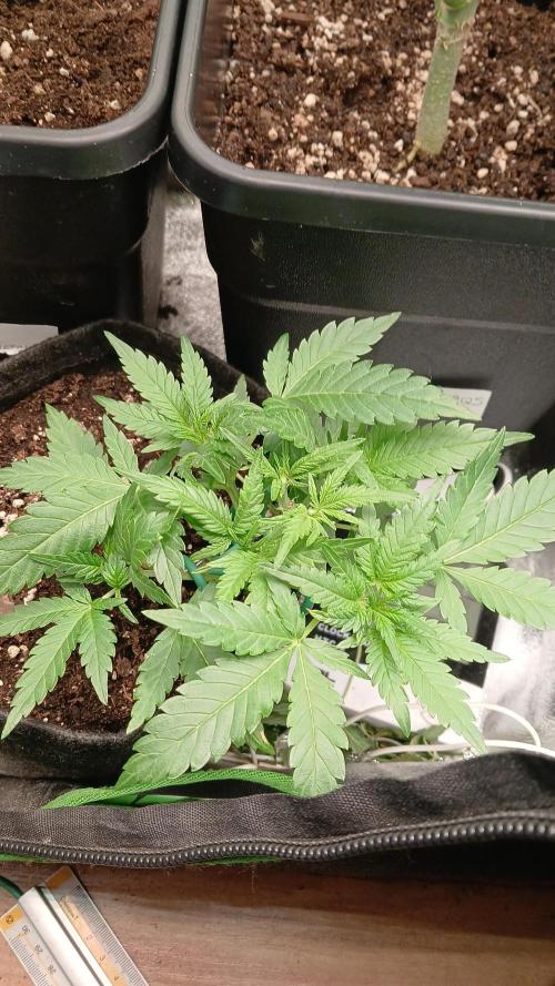 Polaris (lst+topping. Week 3